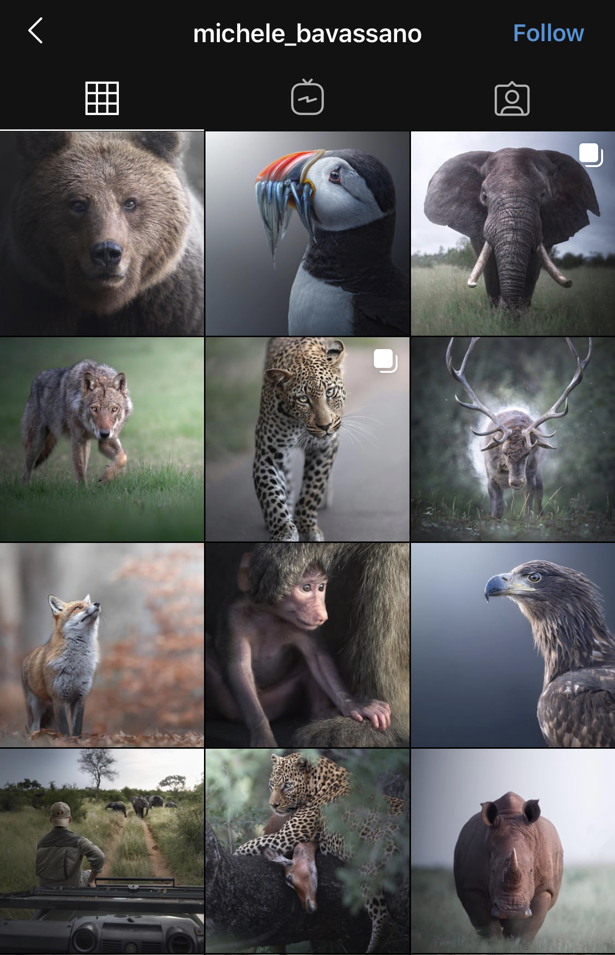Animal